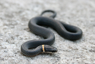 File:Diadophis punctatus edwardsii crop.jpg