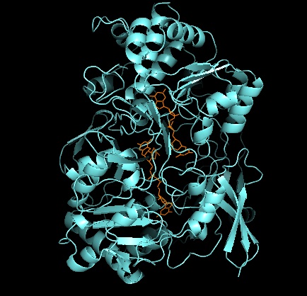 Tertiary structure of DMSOR shows four domains surrounding the active site and cofactors (orange) Dmsostructure.jpg