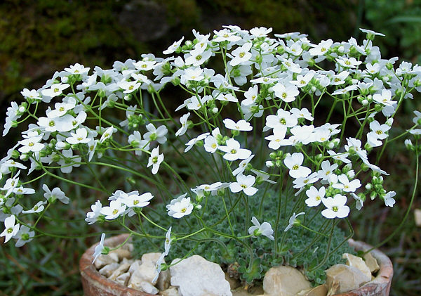 File:Draba ossetica.jpg