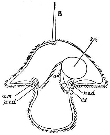 File:EB1911 Nemertina - Pilidium-larva.jpg