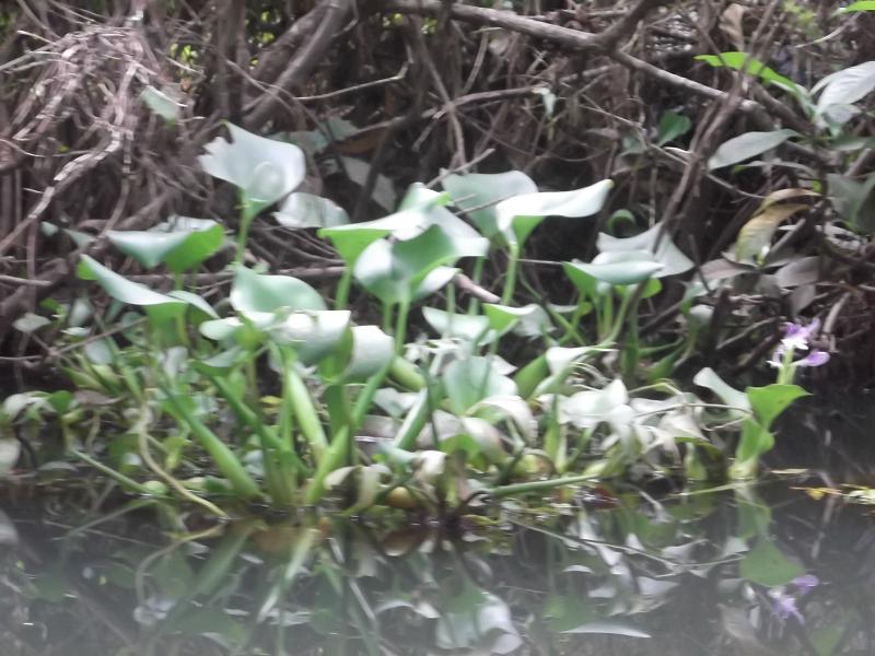 File:Eichhornia crassipes - Kerala 1.jpg