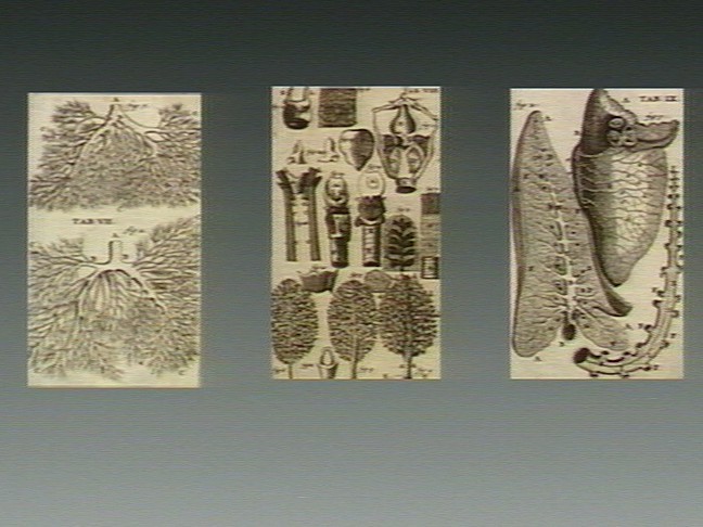 File:Engraving; alphabetically labelled parts of Wellcome V0007780.jpg