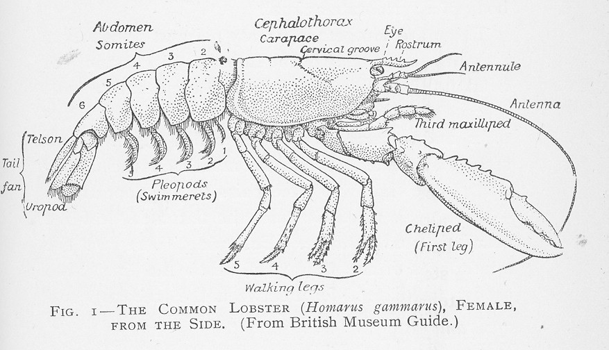 cephalothorax lobster