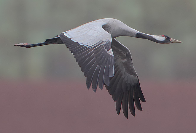 File:Flickr - Rainbirder - Eurasian Crane (Grus grus) (cropped).jpg
