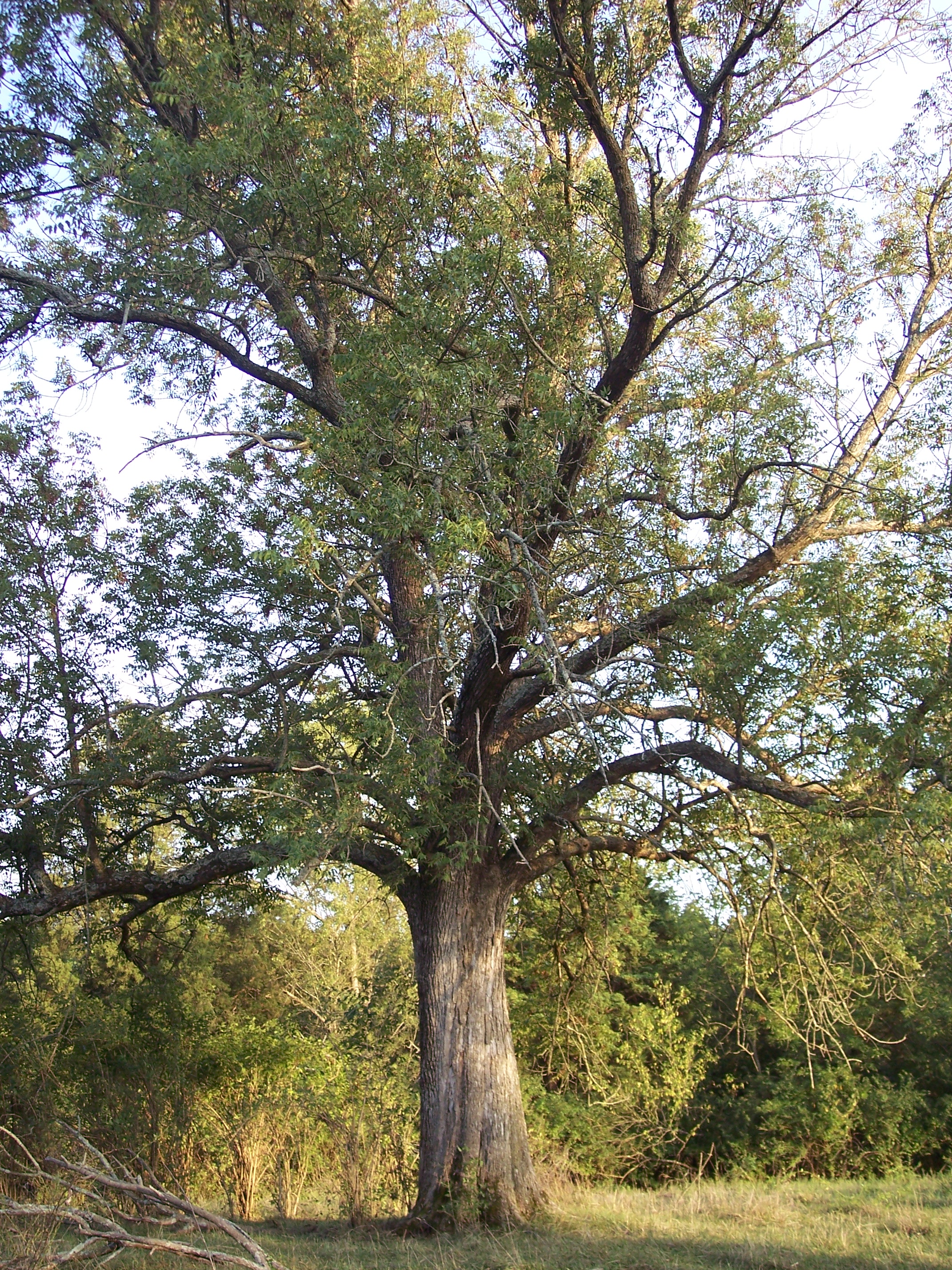 Far forurening Løb Fraxinus quadrangulata - Wikipedia