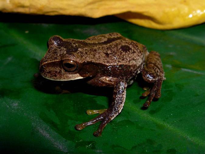 File:Gastrotheca argenteovirens01.jpeg