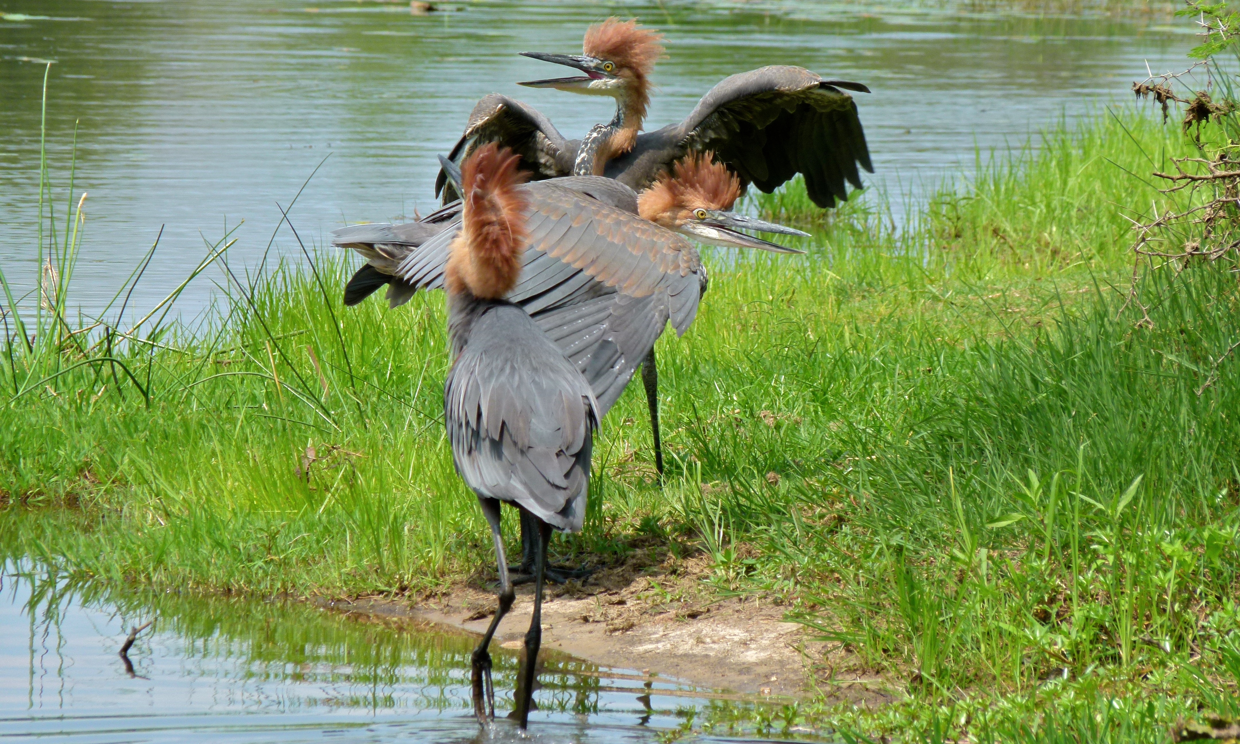 Goliath Heron (Ardea goliath) (6011656959).jpg