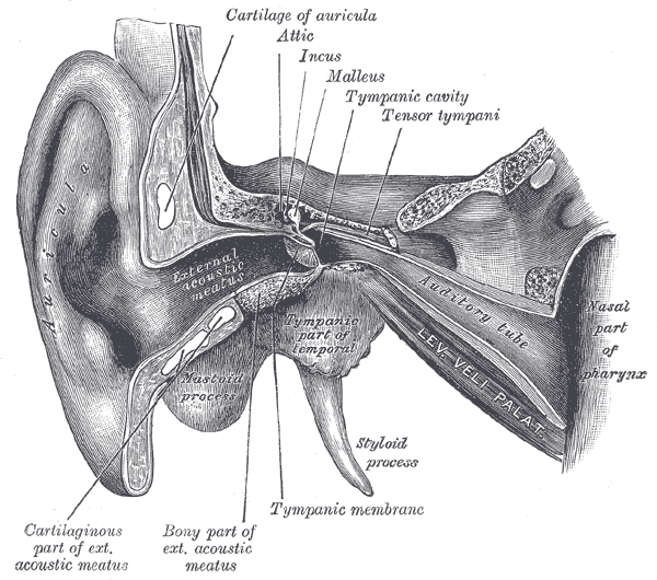 auditory tube aperture