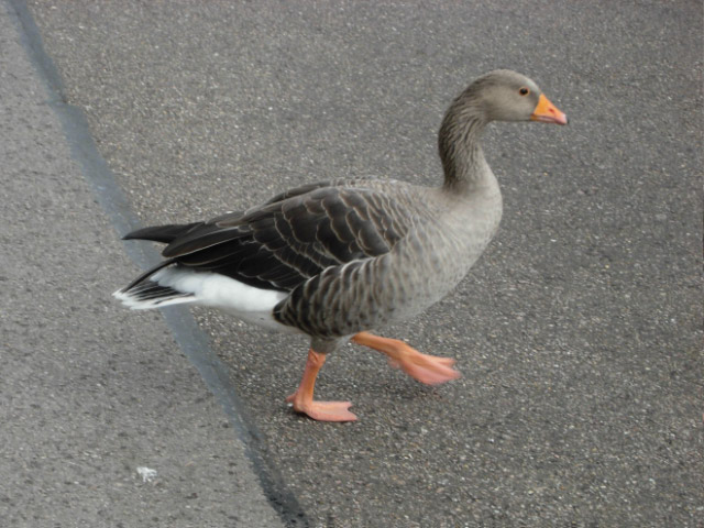 File:Greylag goose, Regent's Park - geograph.org.uk - 951731.jpg