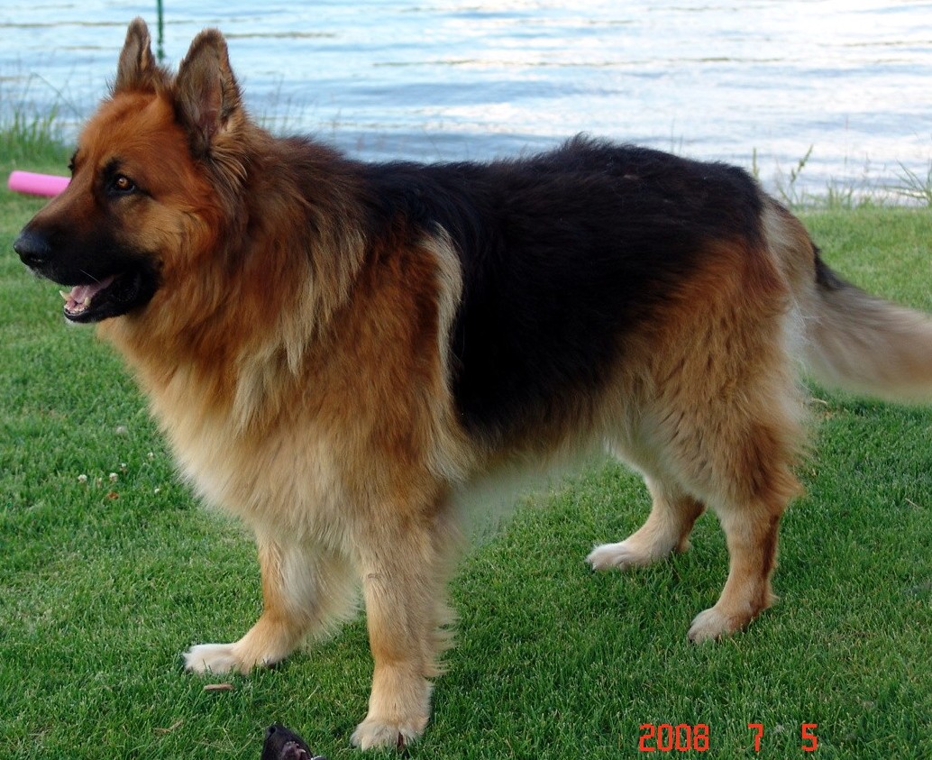 King Shepherd порода собак
