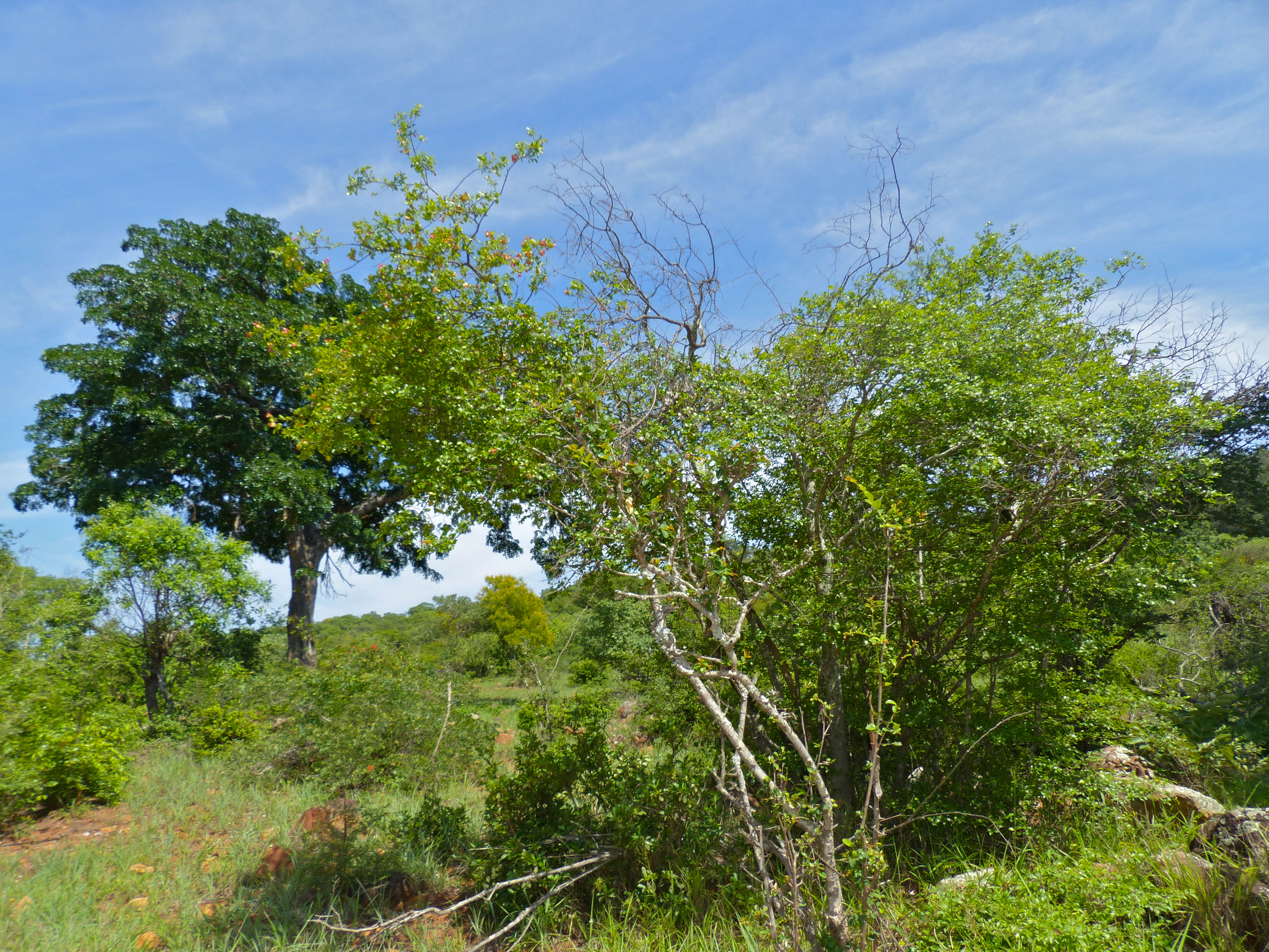 Hopseed Bush (Dodonaea viscosa) (11905208866).jpg