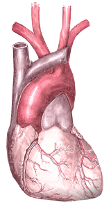 File:Human heart.png