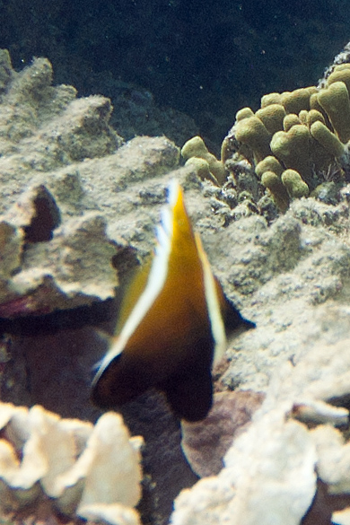 File:Humphead bannerfish Heniochus varius (7504787246).jpg