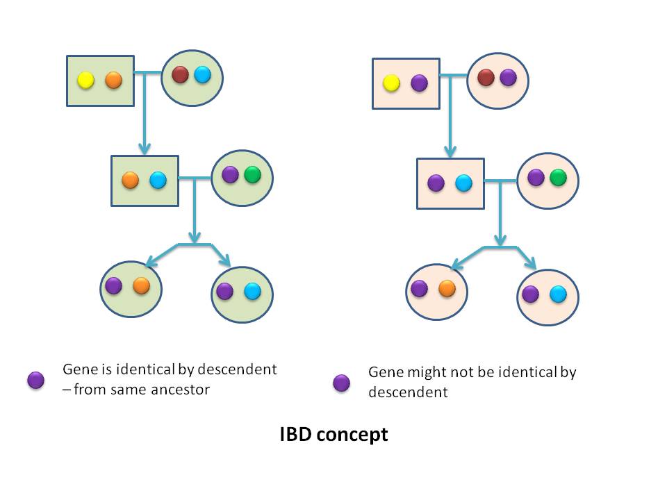 Konsep IBD