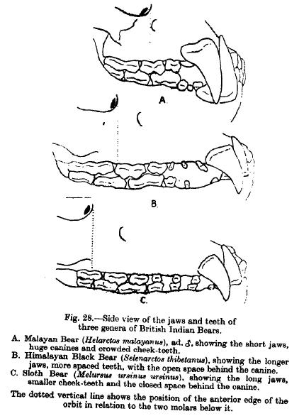 File:Indianbearteeth.jpg