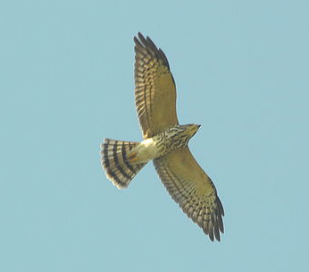 File:Juvenile Chinese Sparrowhawk in flight.JPG