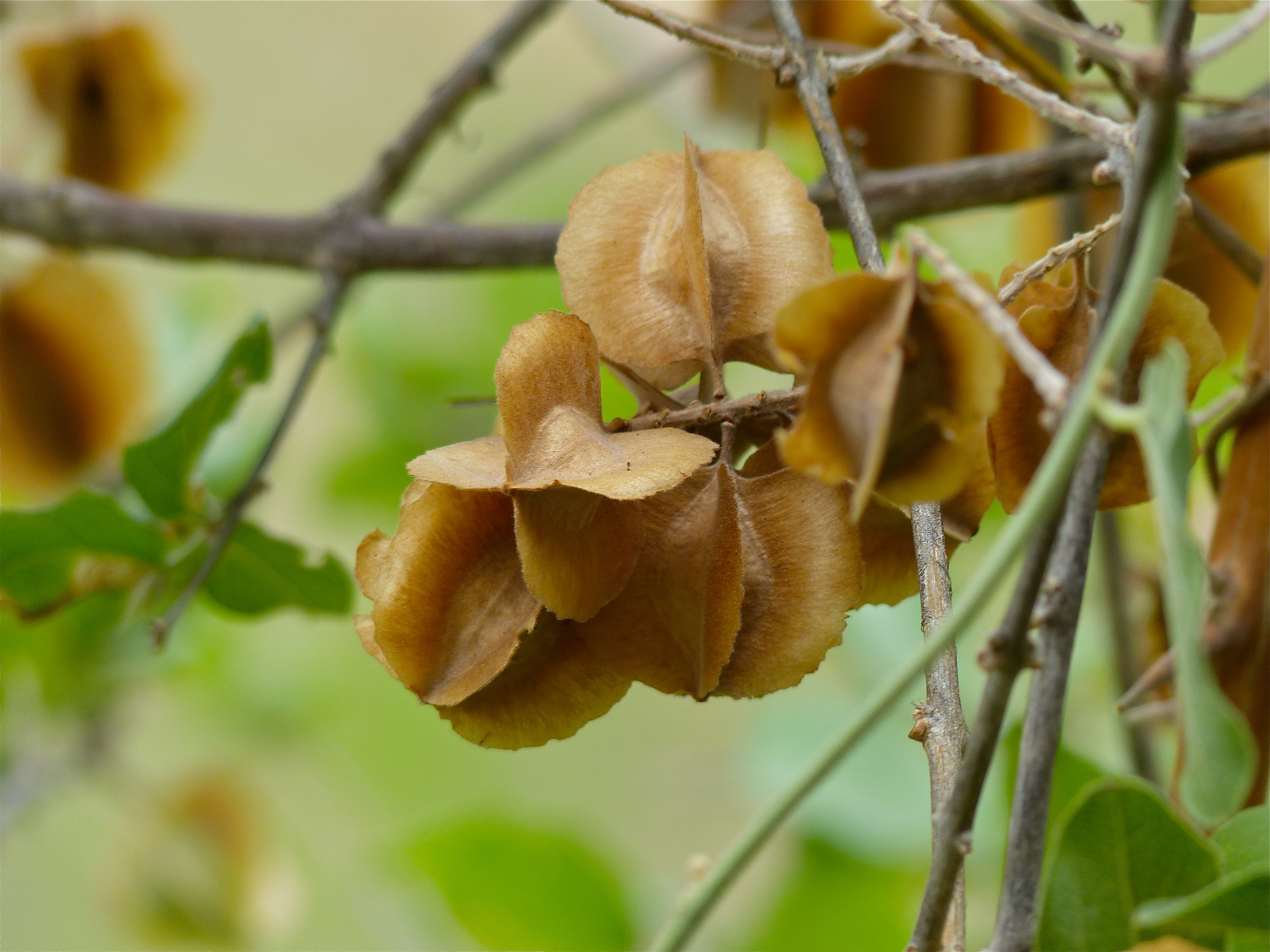 Knobbly Bushwillow (Combretum mossambicense) dry fruits (11619995576).jpg