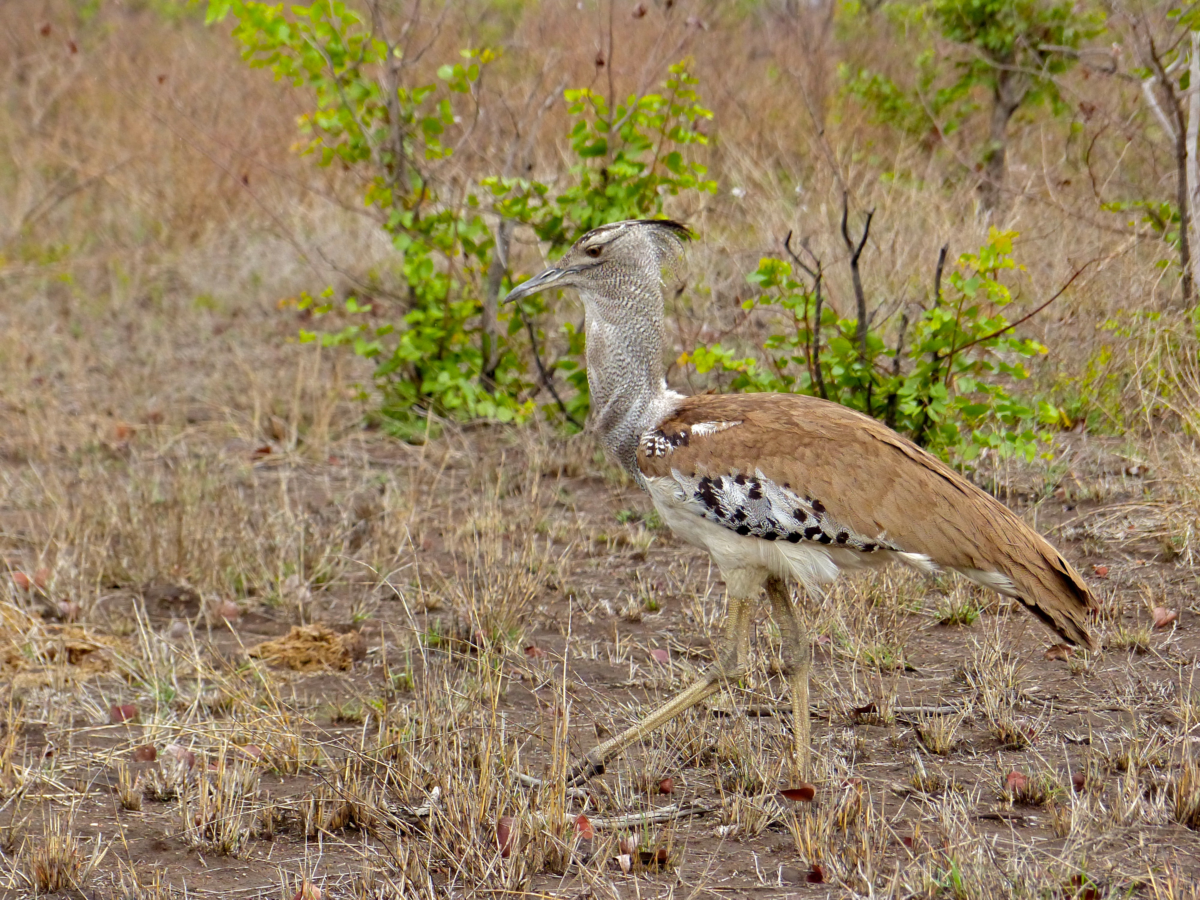 Kori Bustard (Ardeotis kori) (11686929855).jpg