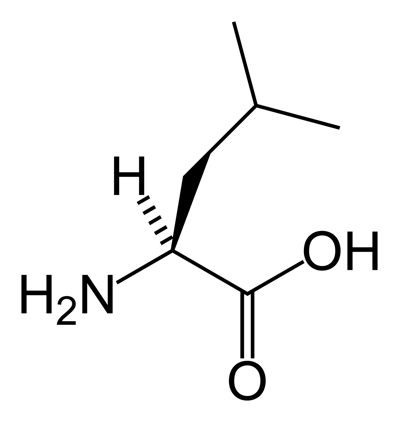 کدام اسید آمینه کتوژنیک است