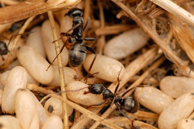 Lasius.niger3.-.lindsey