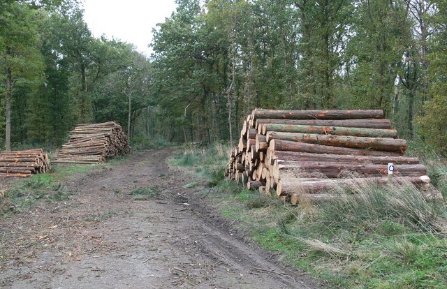 File:Launde Park Wood Nature Reserve - geograph.org.uk - 601078.jpg