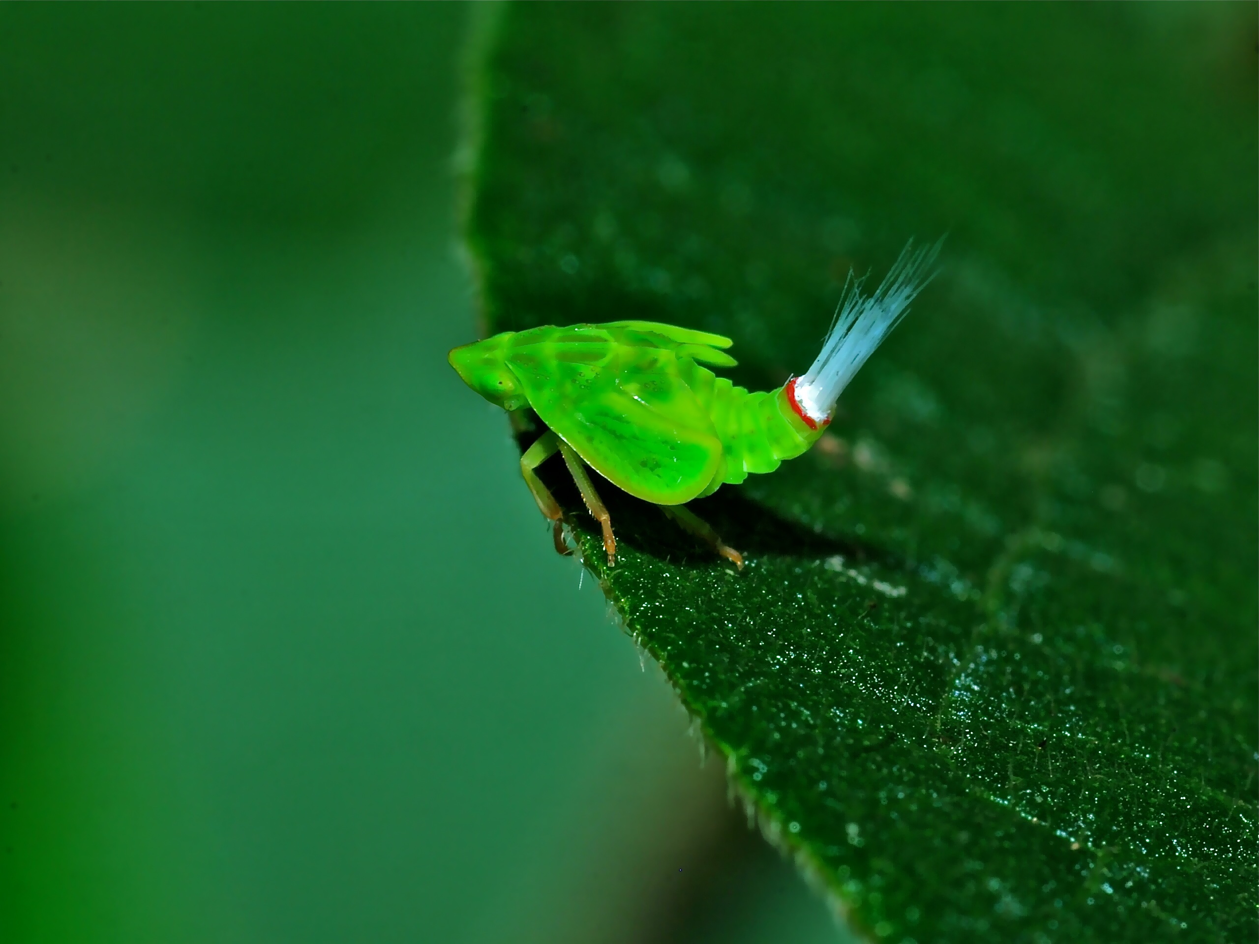 Leafhopper Nymph (Cicadellidae) (6934158008).jpg