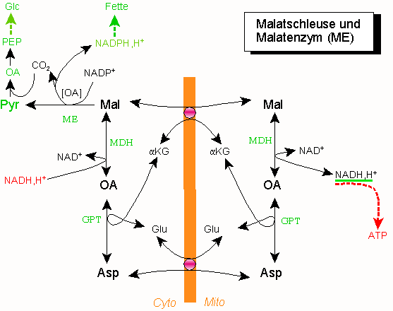 Dateimalatshuttlepng Wikipedia