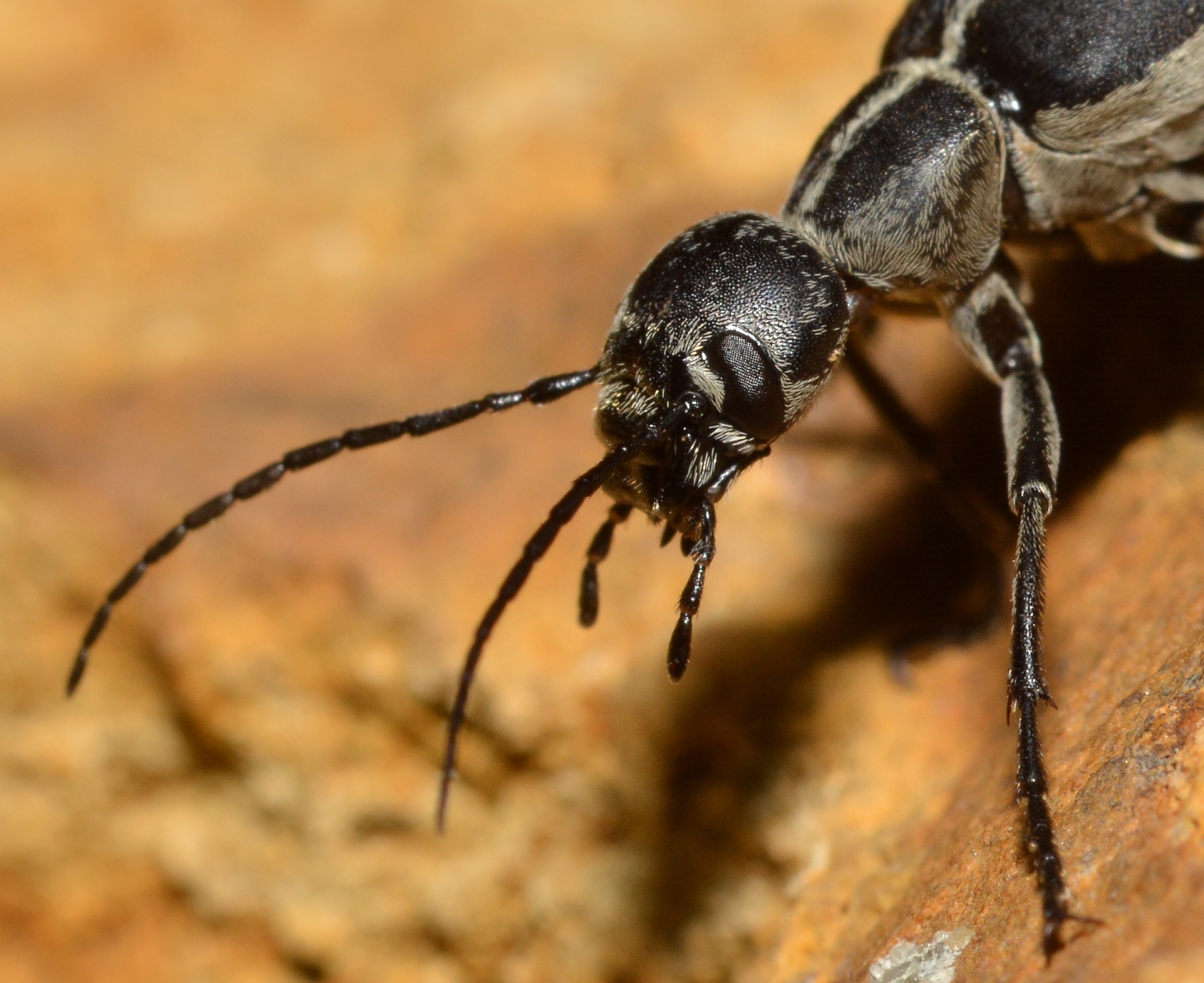 Iron cross blister beetle