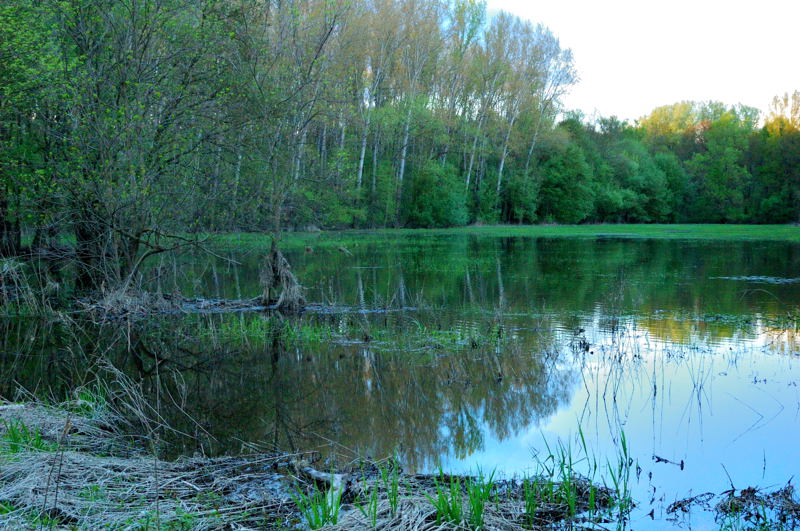 File:Morava's flooded forest 01.jpg