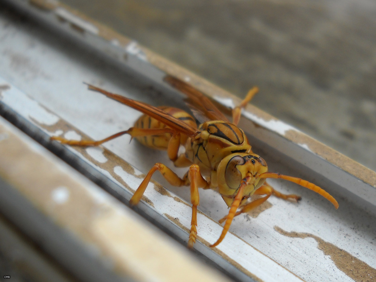 File Mouche Jaune Jpg Wikimedia Commons