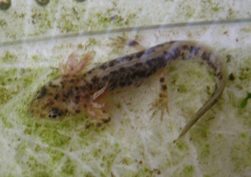 File:Neurergus kaiseri larva before exondation.jpg