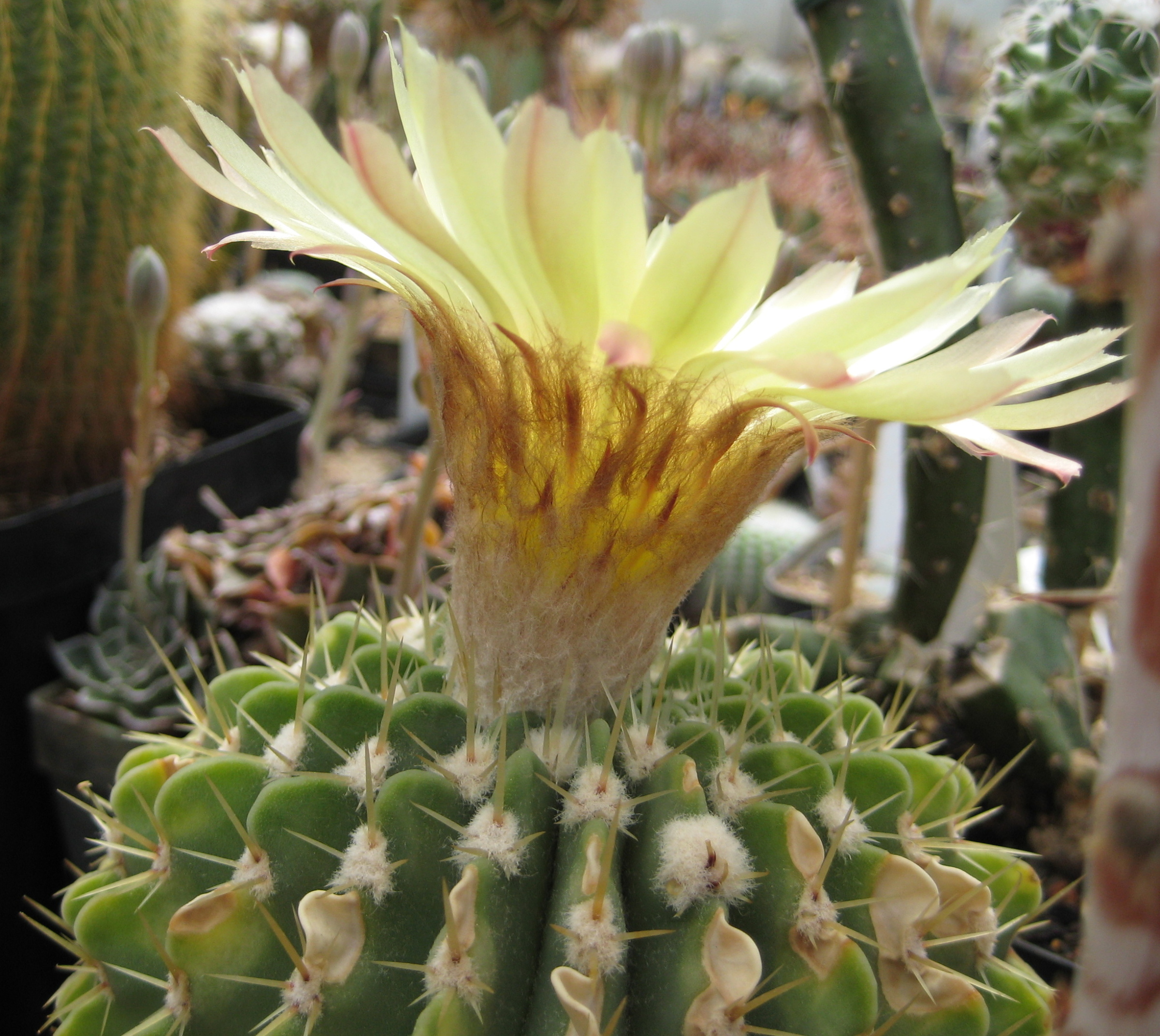 File Notocactus Buiningii 02 Jpg Wikimedia Commons