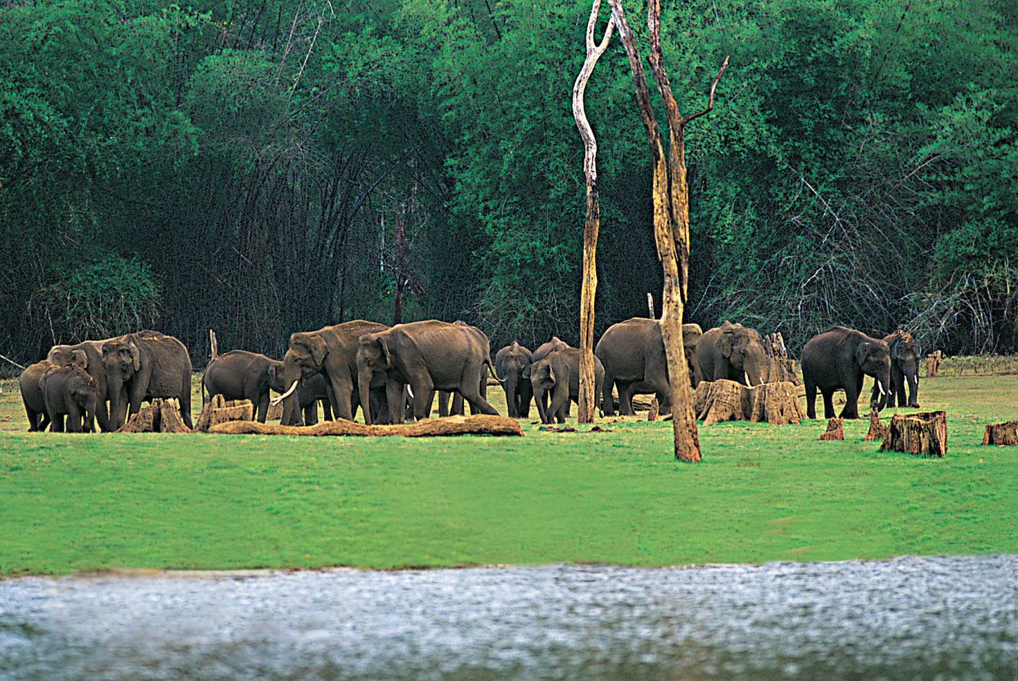 Groupe d'éléphants repérés lors d'une promenade en bateau au lac Periyar