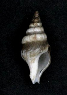 <i>Perrona obesa</i>