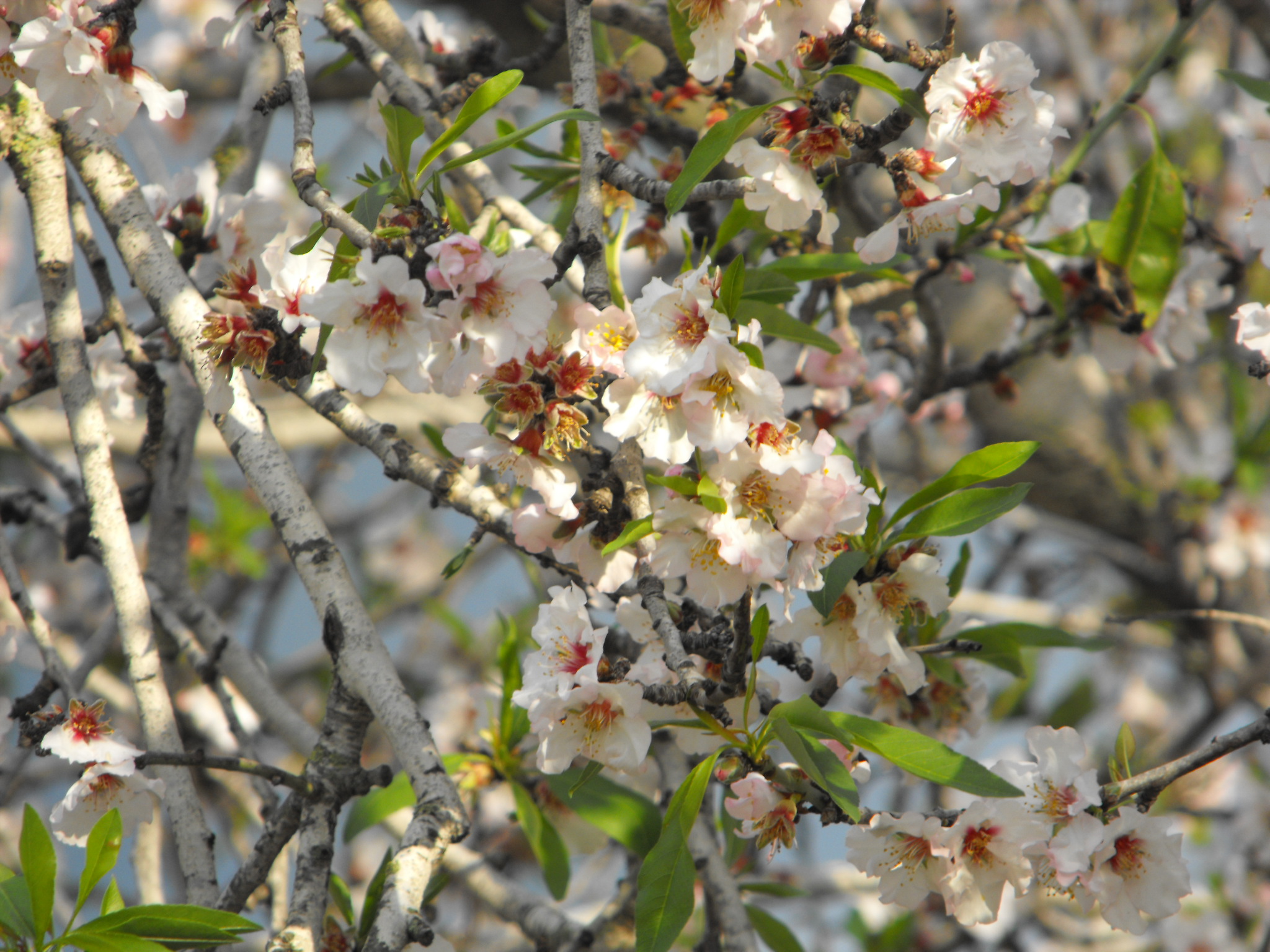 Миндаль яд. Prunus Amygdalus. Amygdalus Arabica. Amygdalus bucharica Korsh..