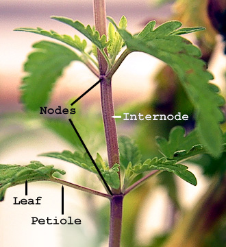 呈现节间和节的一段茎；节上有叶柄
