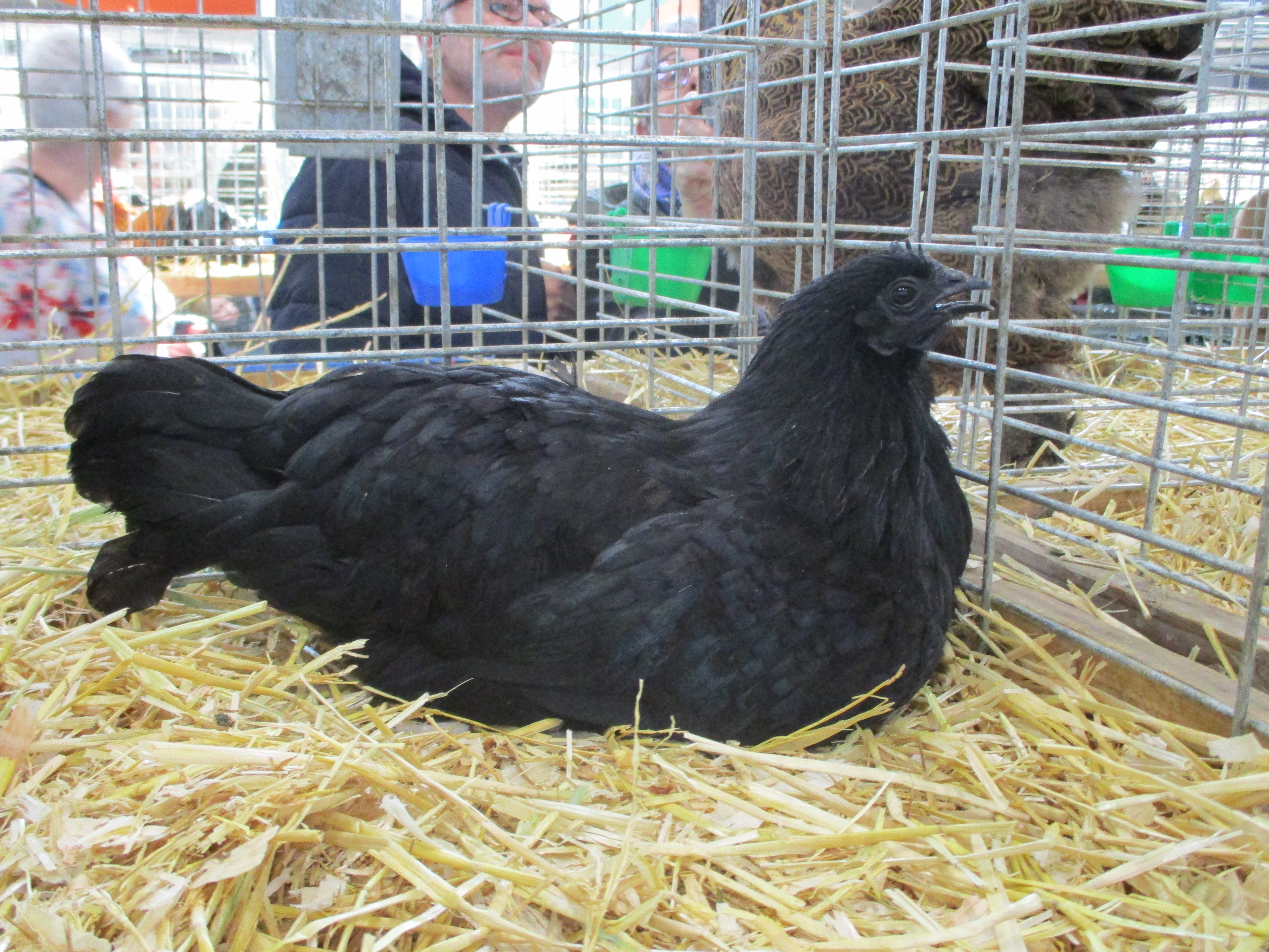 Ayam Cemani Chicken: Totally Black Inside and Out - Backyard Poultry