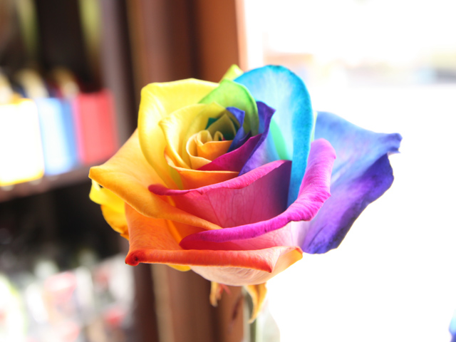 A closeup of a rose whose petals are all the hues of the rainbow