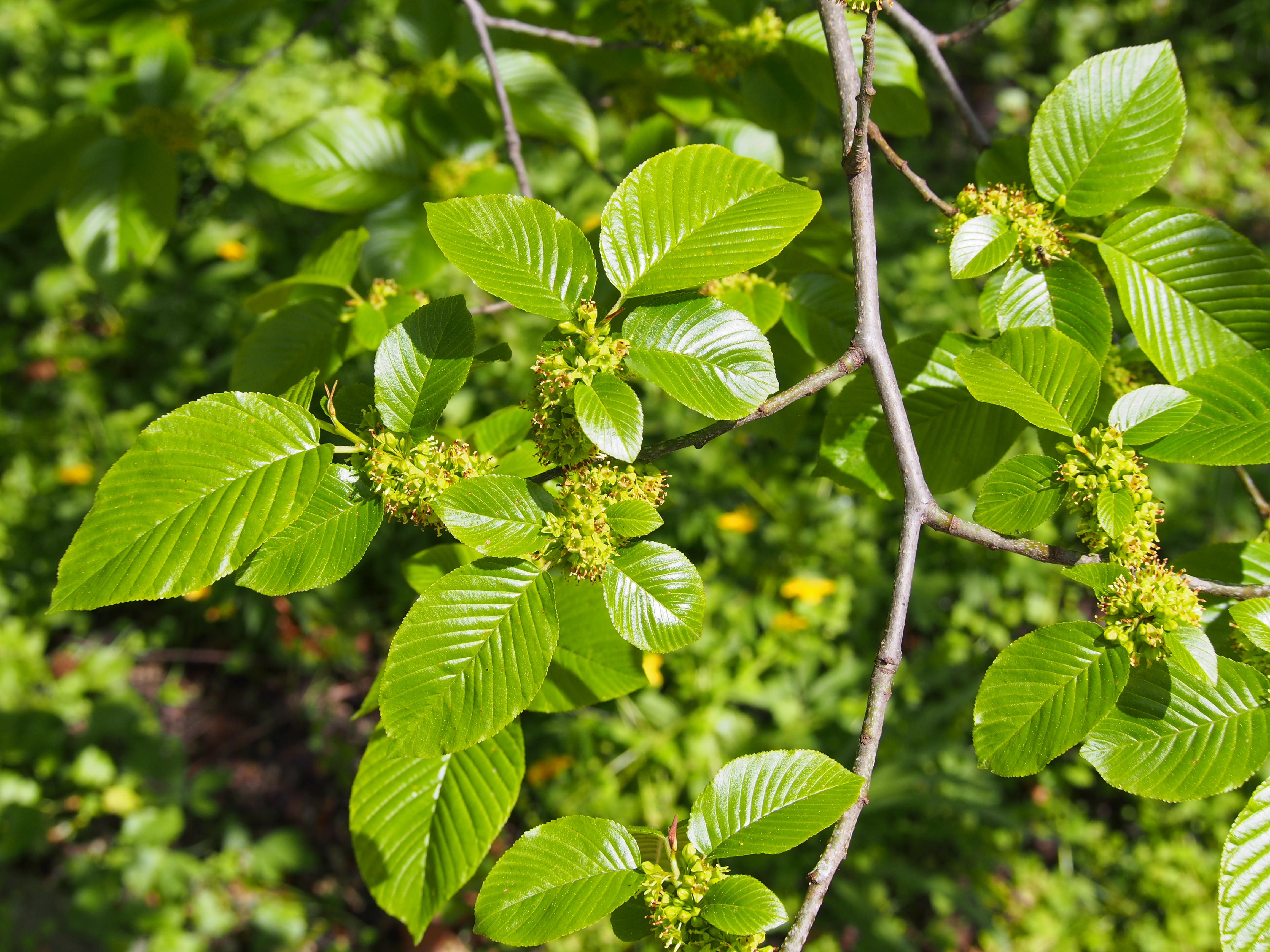 Neopulvinaria imeretina