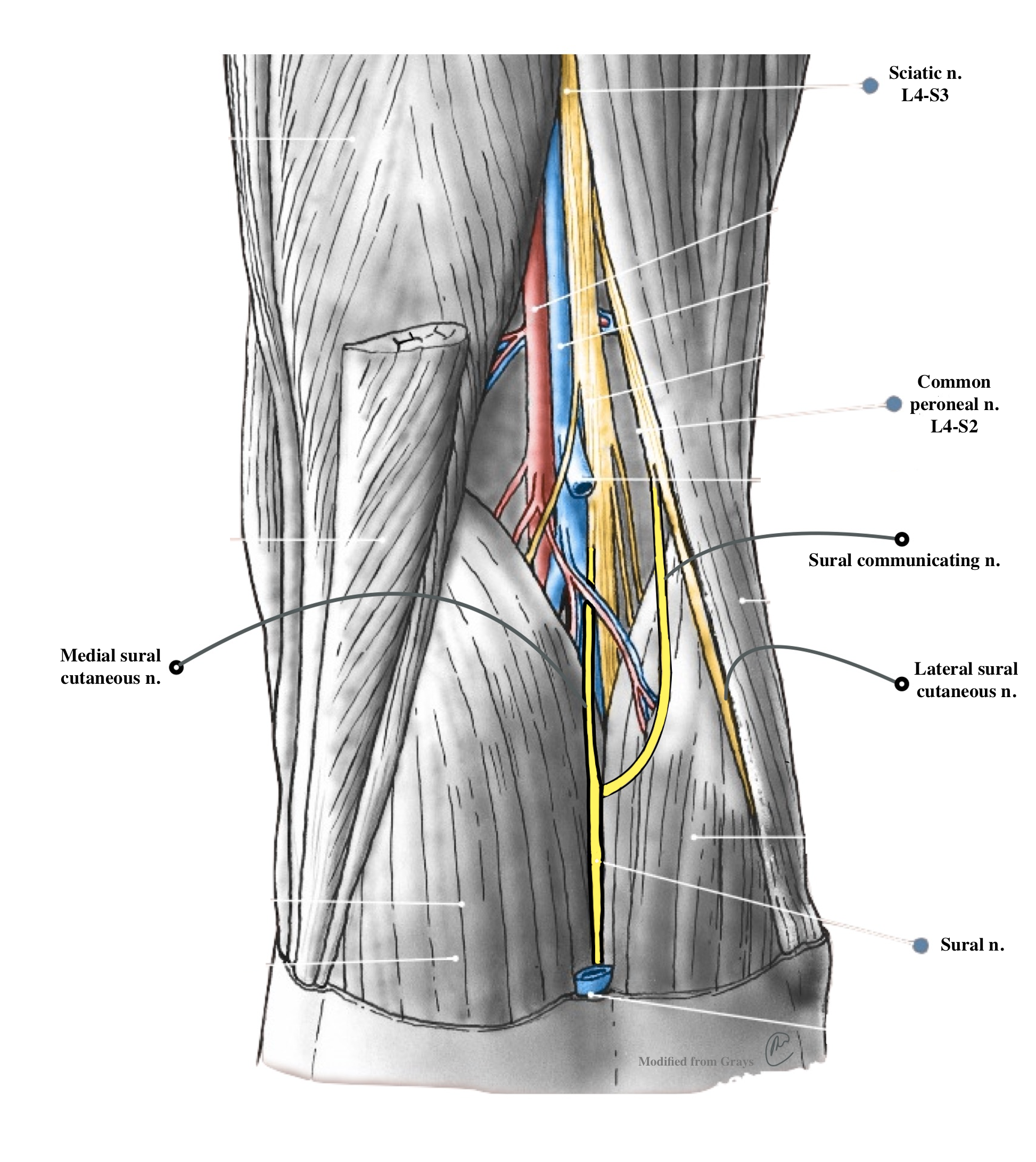 sural region