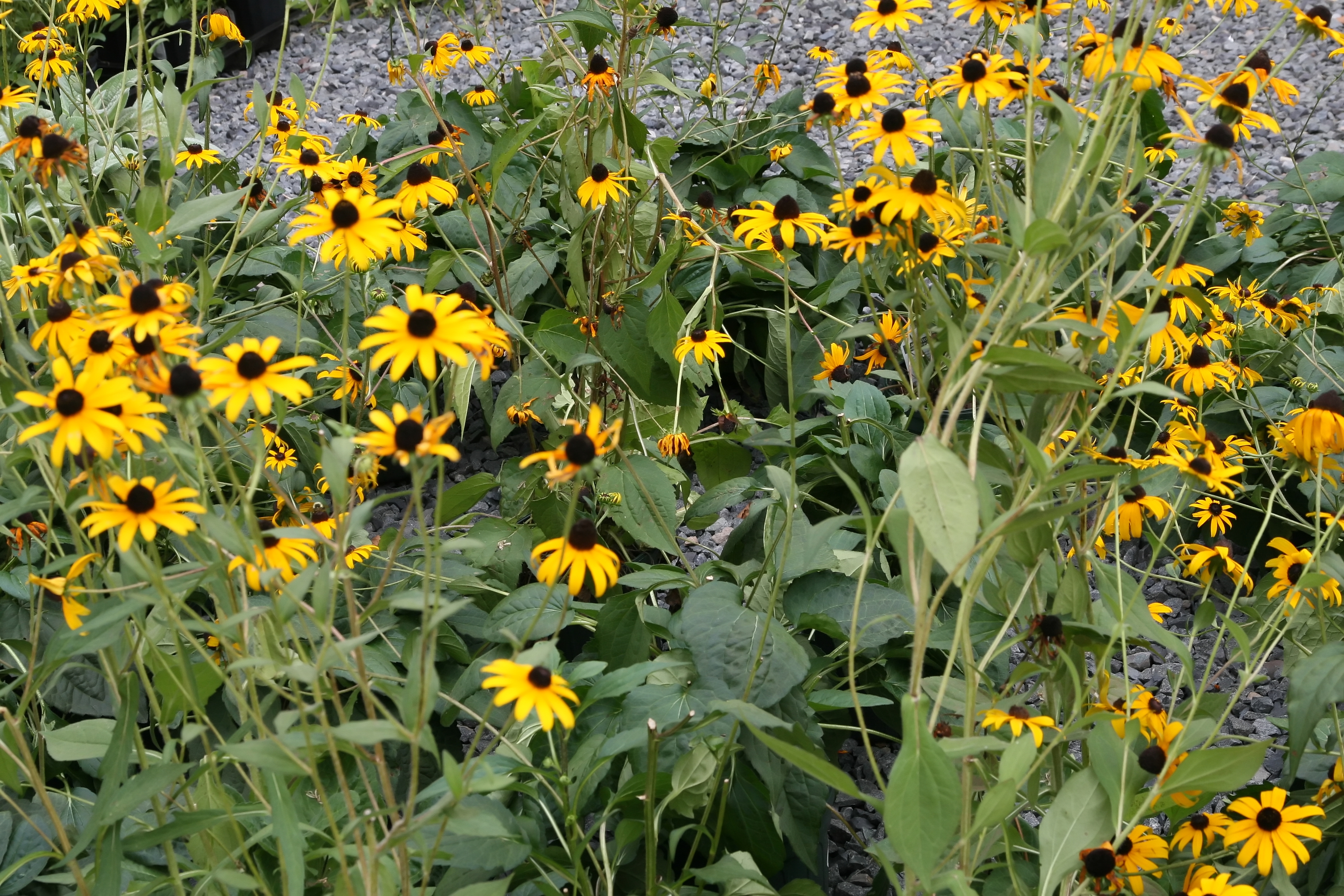 Rudbeckia fulgida Goldsturm. Рудбекия Западная Green Wizard. Rudbeckia fulgida Goldsturm саженцы.