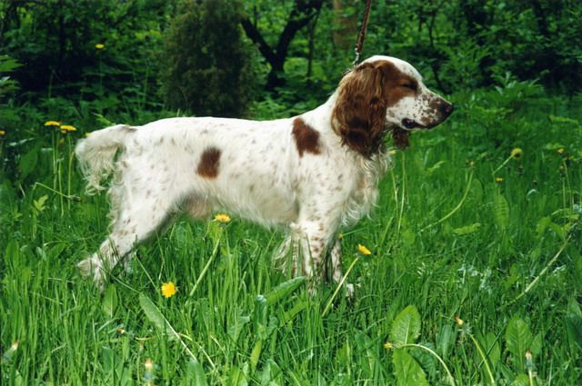 Russian Spaniel - Dog Scanner