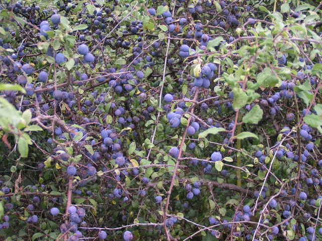 File:Sloes - geograph.org.uk - 226202.jpg