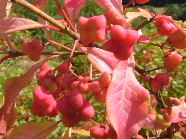 File:Spindle tree berries - geograph.org.uk - 227993.jpg