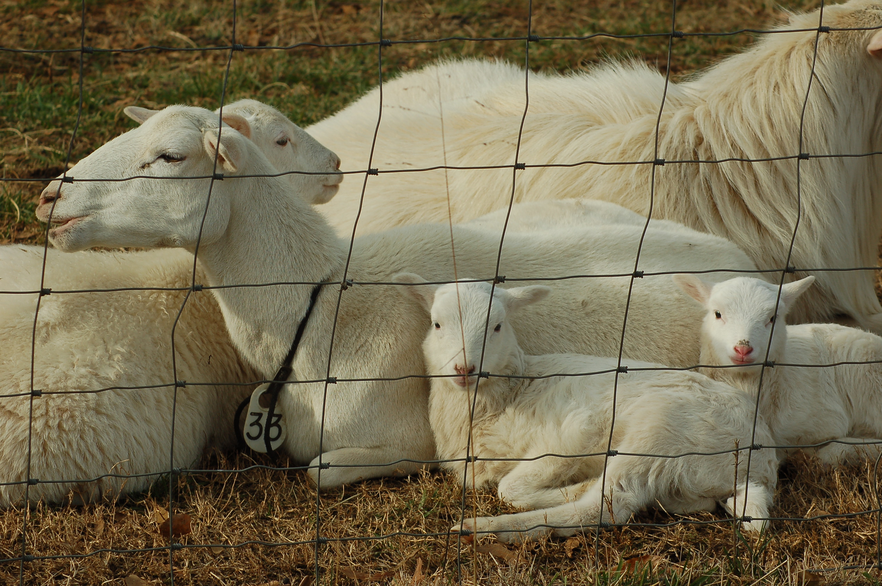 St Croix Sheep. "Lamb" busty.