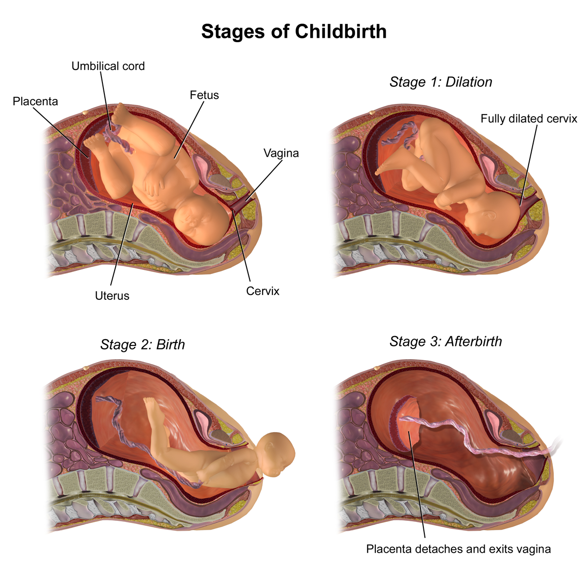 Childbirth - Wikipedia