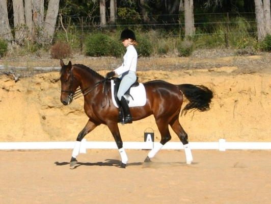 File:Standardbred.png