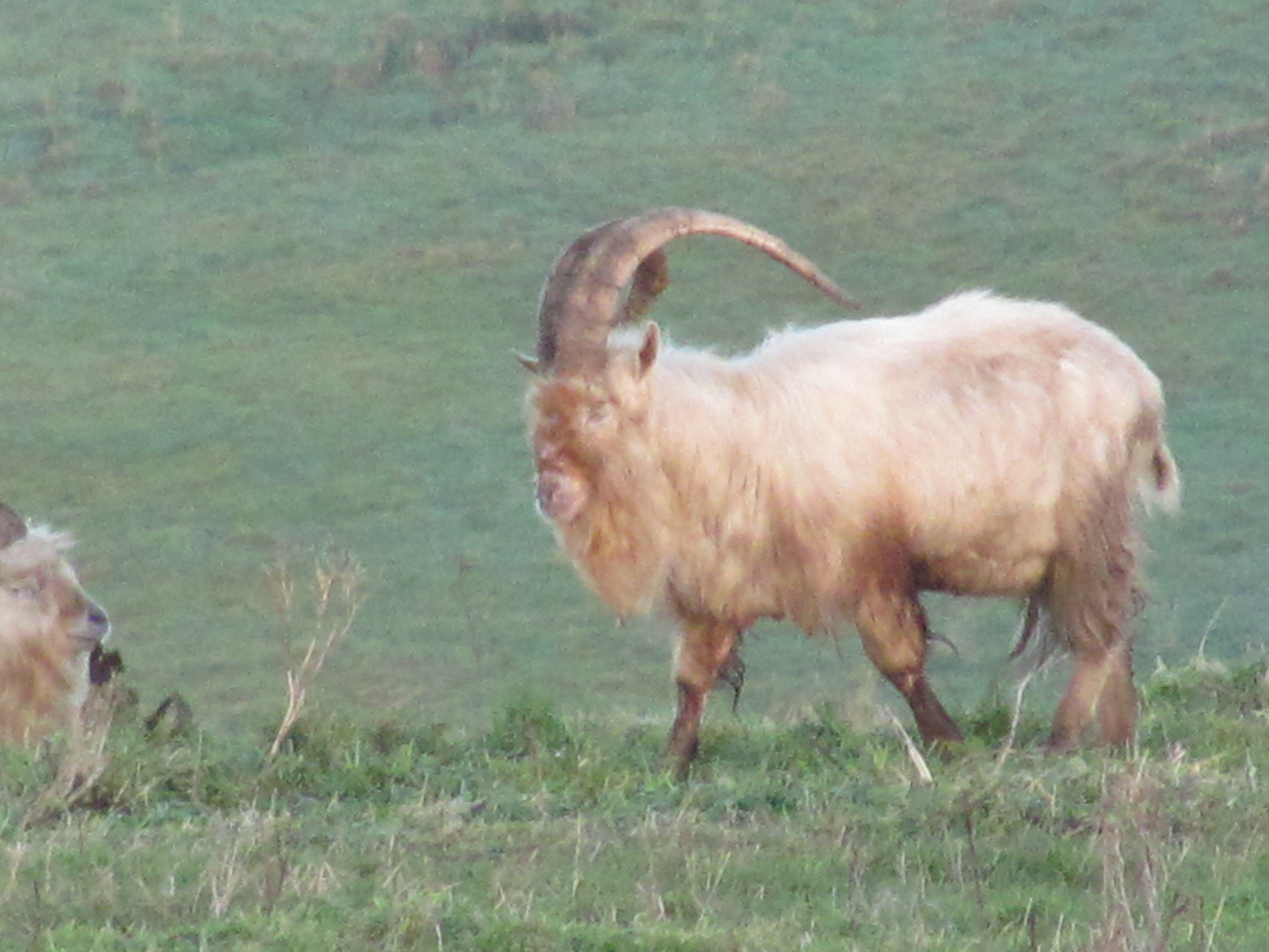 Bagot goat - Wikipedia
