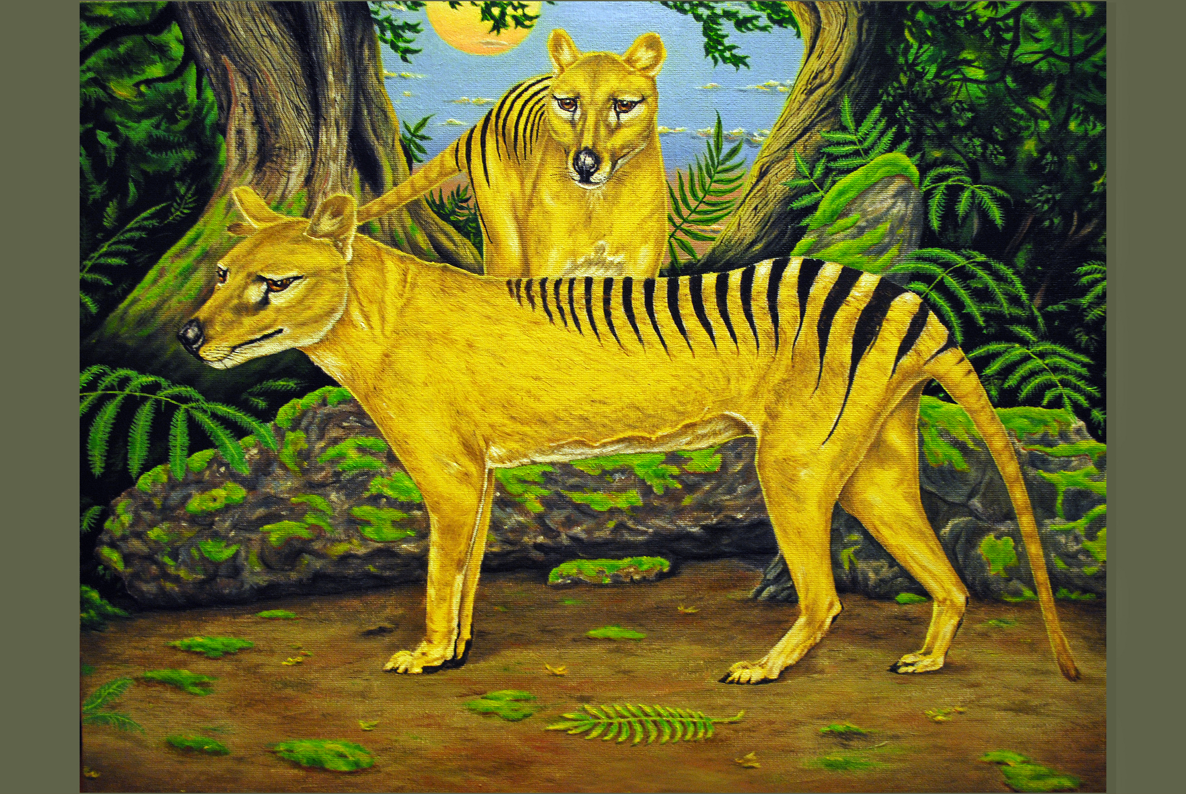 File:THYLACINE.jpg - Wikimedia Commons