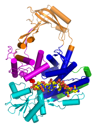 Structure of topo III bound to single stranded DNA (pdb ID 1I7D). Note that the DNA resembles B-form DNA TopoI.png